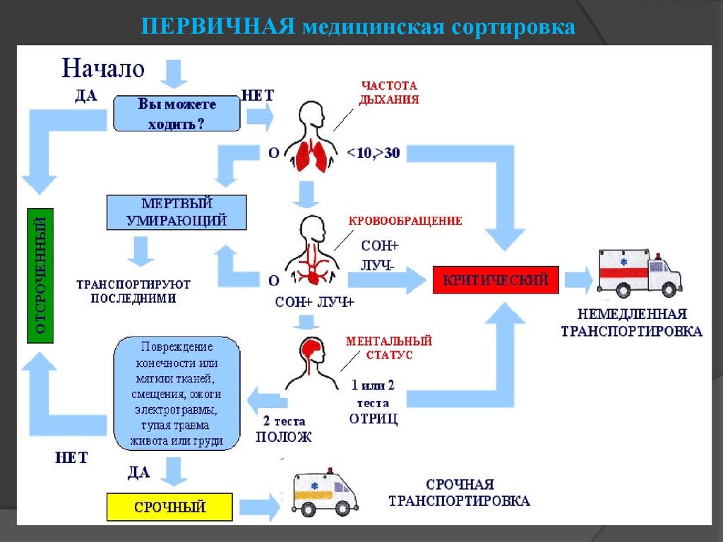 Презентация мед сортировка