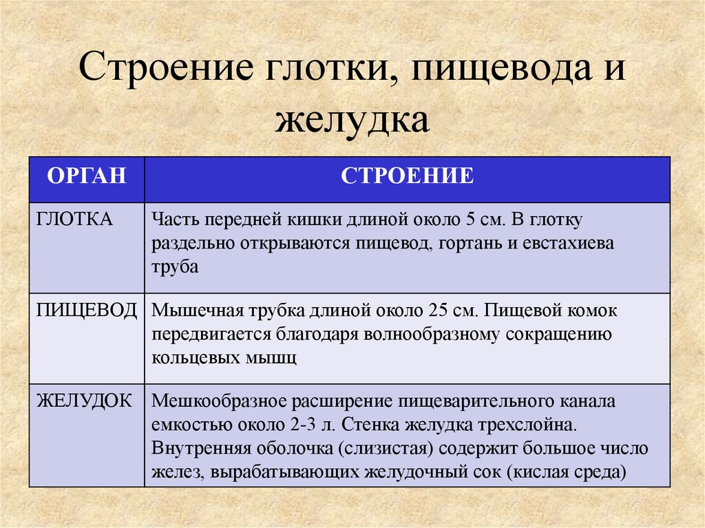 Глотка и пищевод строение и функции