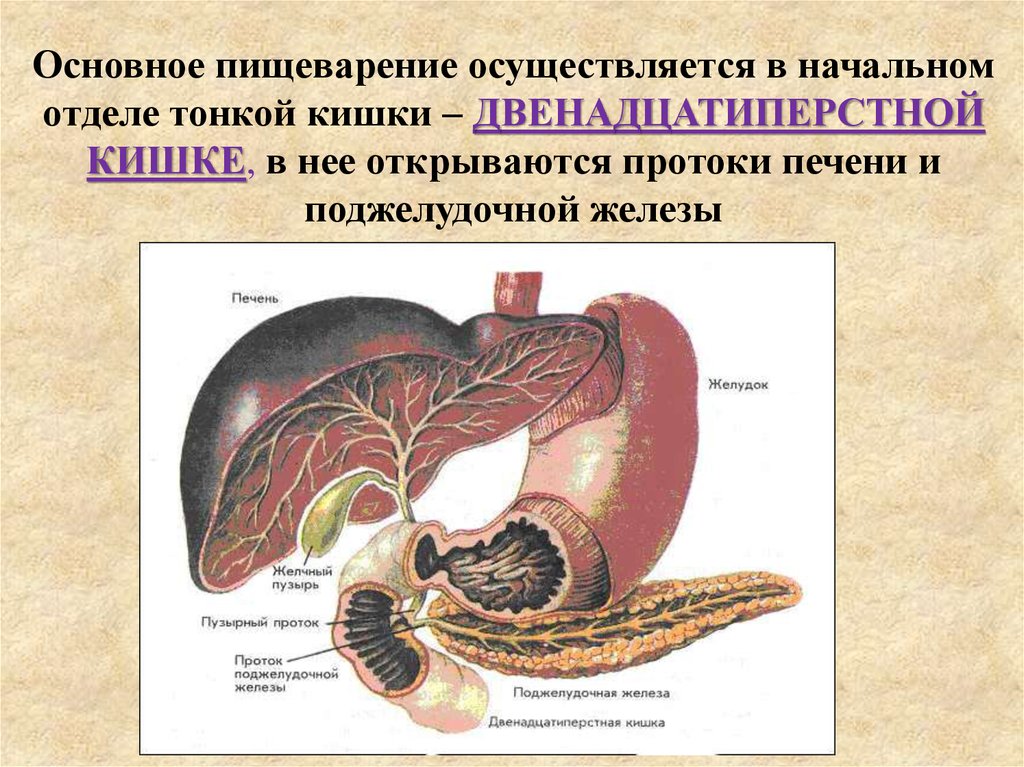 Печень внутренняя железа. 12 Перстная кишка печень поджелудочная железа. Поджелудочная железа биология 8. Поджелудочная железа желчный пузырь анатомия. Печень желчный пузырь поджелудочная железа анатомия.