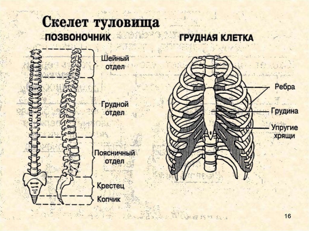 Скелет туловища тест