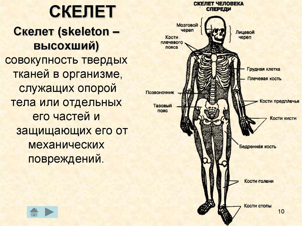 Кости позвоночника бедро и печень