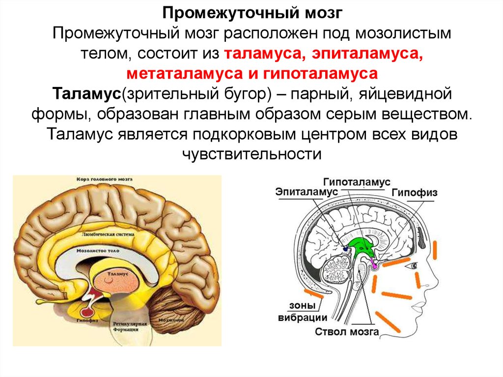 Структуры отделов и функции промежуточного мозга. Строение мозга таламус гипоталамус. Промежуточный отдел головного мозга строение.