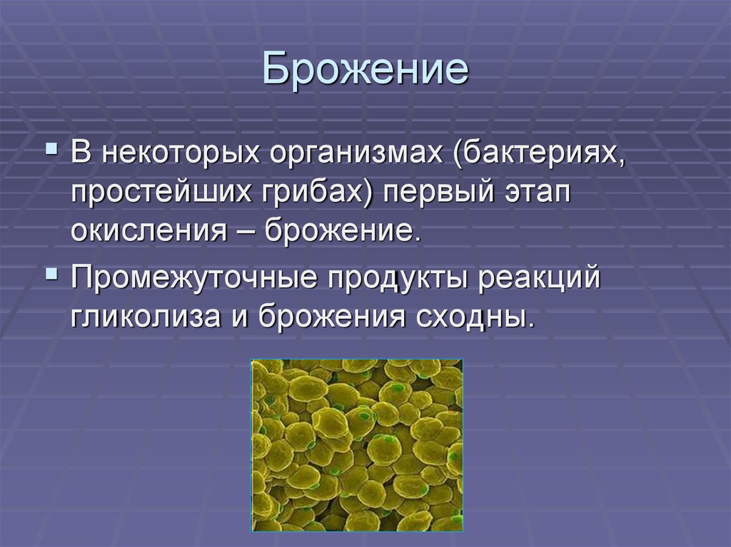 Некоторые организмы. Брожение это в биологии. Бактерии спиртового брожения. Брожение это в биологии кратко. Процесс брожения бактерии.