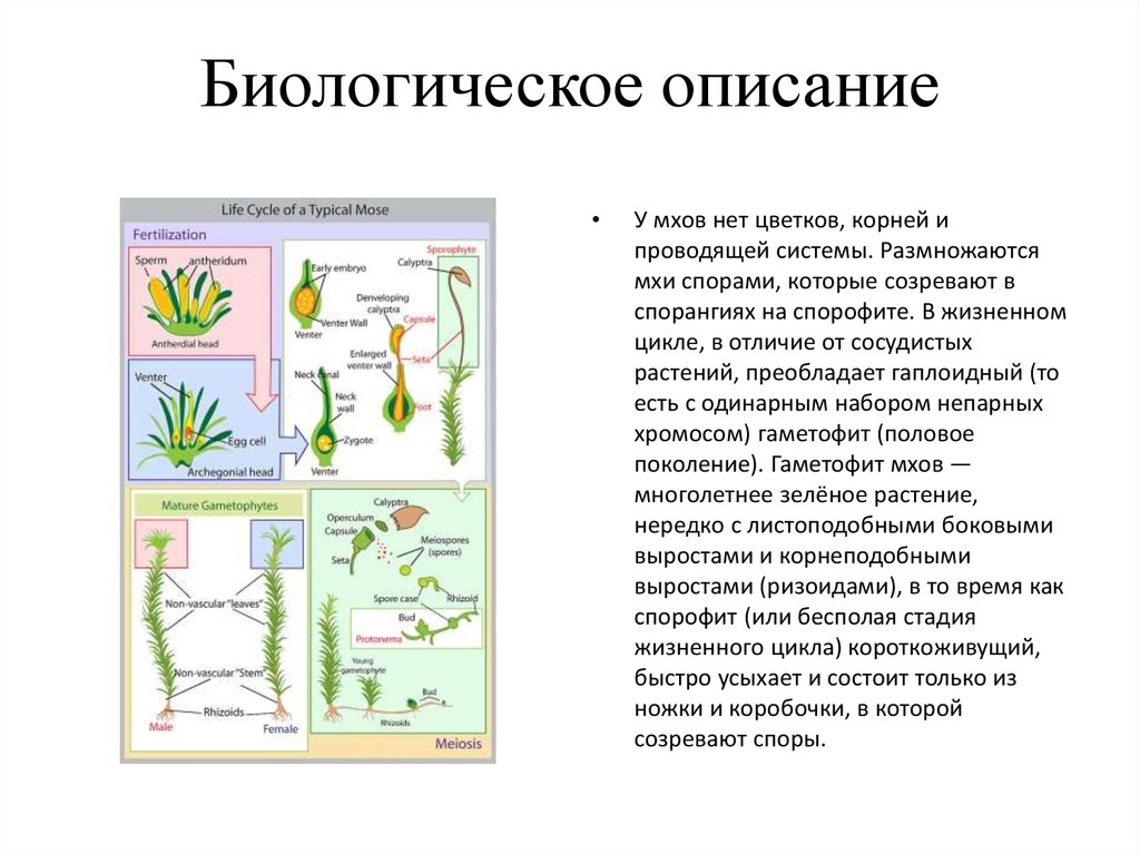 Краткое содержание биологии. Биологическое описание мхов. Проводящая система моховидных. Общая характеристика мохообразных. Мох характеристика растения.