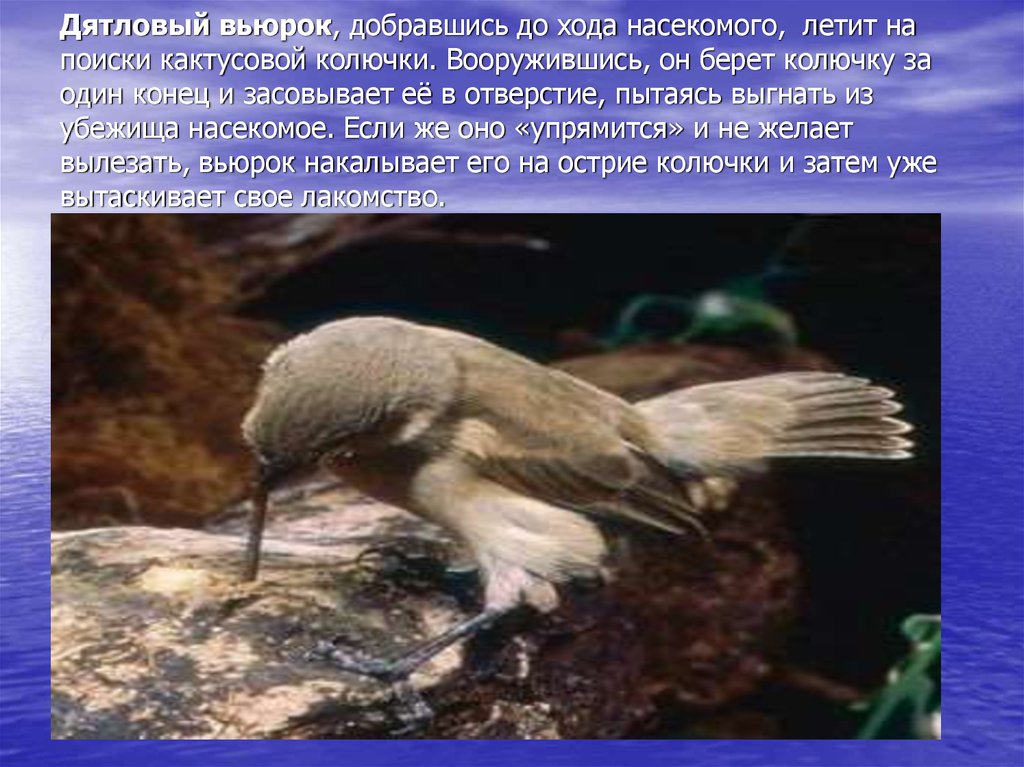 Дятловый вьюрок, добравшись до хода насекомого, летит на поиски кактусовой колючки. Вооружившись, он берет колючку за один