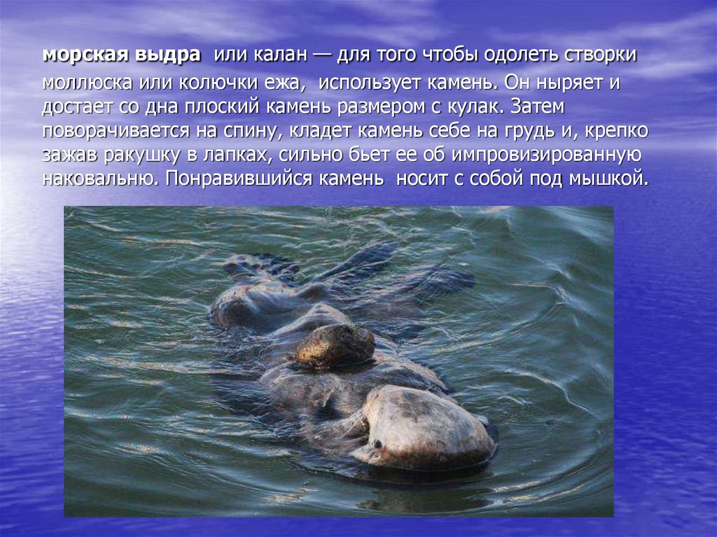 морская выдра или калан — для того чтобы одолеть створки моллюска или колючки ежа, использует камень. Он ныряет и достает со