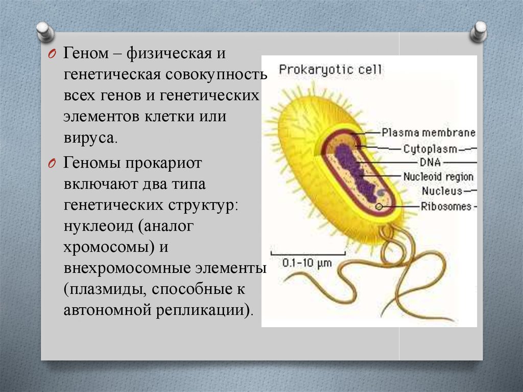 Каково строение бактерии кратко. Строение хромосомы бактерий. Хромосома бактериальной клетки. Структура бактериального Гена.