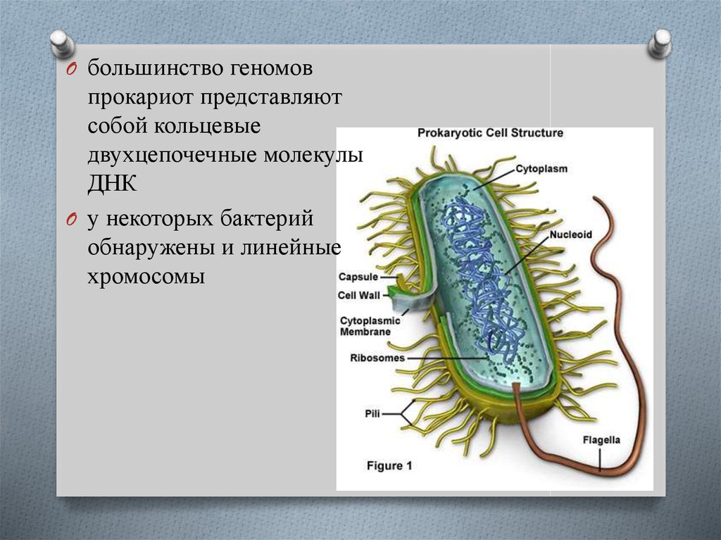 Строение хромосомы бактерий. Плазмиды прокариот. Линейные хромосомы у бактерий. Клонирование бактерий.