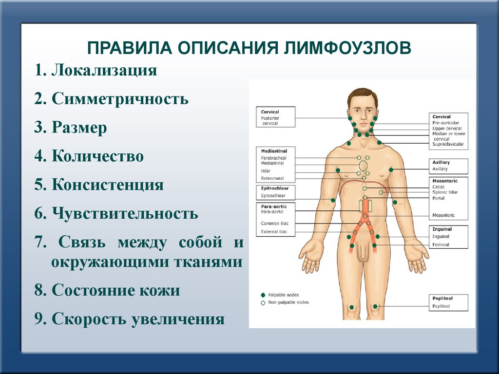 Увеличены лимфоузлы нормы. Лимфатическая характеристика. Описание лимфатических узлов в норме. Локализация лимфоузлов. Лимфатические узлы первого порядка.