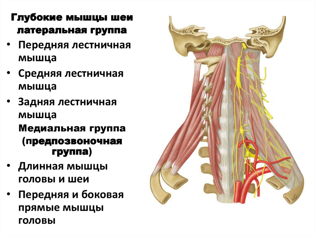 Лестничные мышцы анатомия. Глубокие мышцы шеи латеральная группа. Глубокие мышцы медиальная группа. Глубокие мышцы шеи прикрепляющиеся к 1 ребру. Лестничные мышцы мышцы шеи.