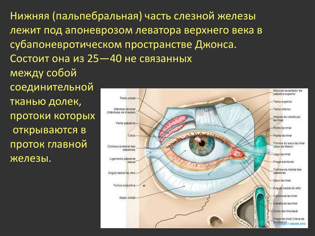 Нижний край века. Строение глаза мешок глаза конъюнктивальный. Строение глаза человека конъюнктивальный мешок. Носослезный мешок анатомия. Веки глазного яблока анатомия.