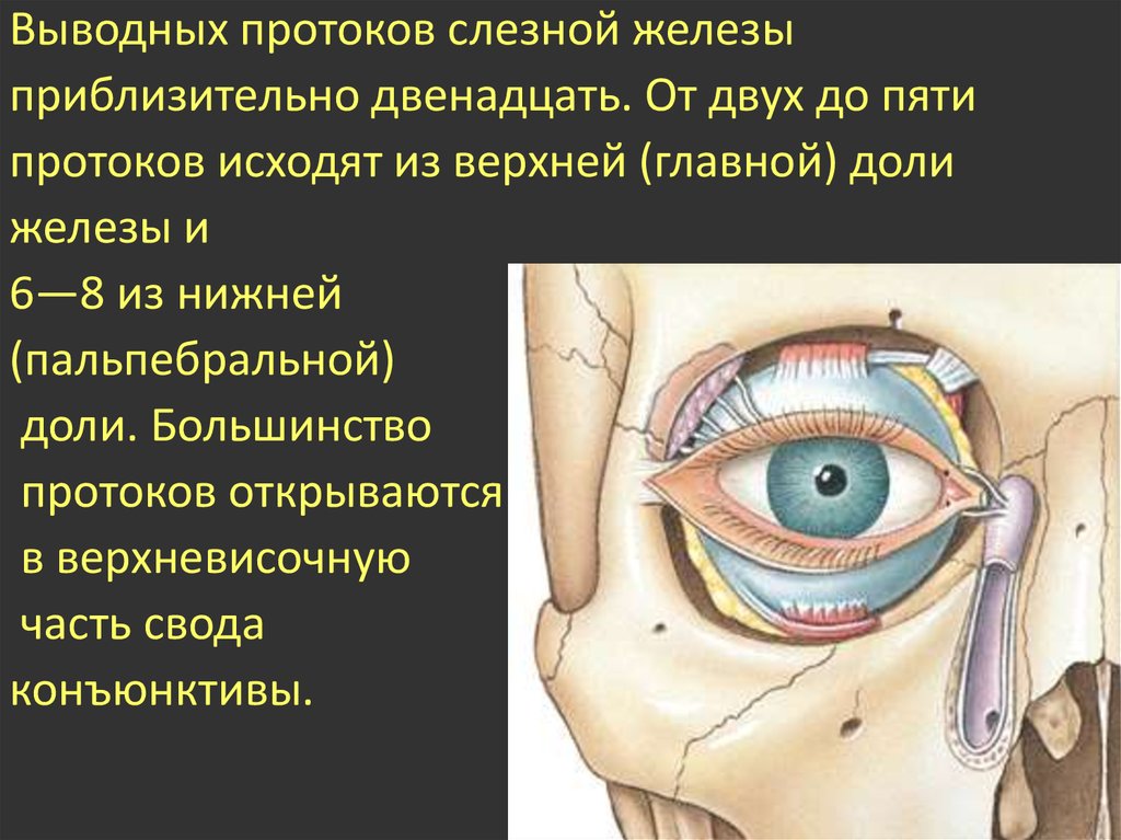 Функции слезной железы глаза. Протоки слезной железы анатомия. Слезная железа и слезный мешок. Закупорка протока слезной железы. Носослезный проток анатомия.