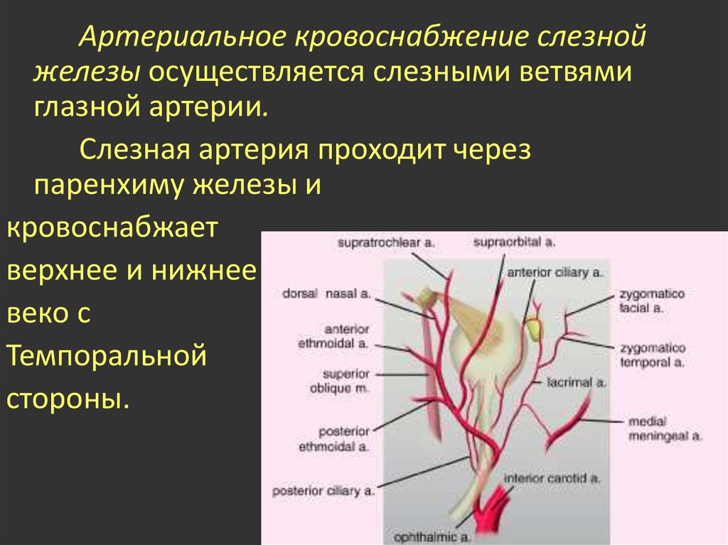 Глазная артерия. Кровоснабжение слезной железы. Артериальное кровоснабжение. Кровоснабжение и иннервация слезной железы.