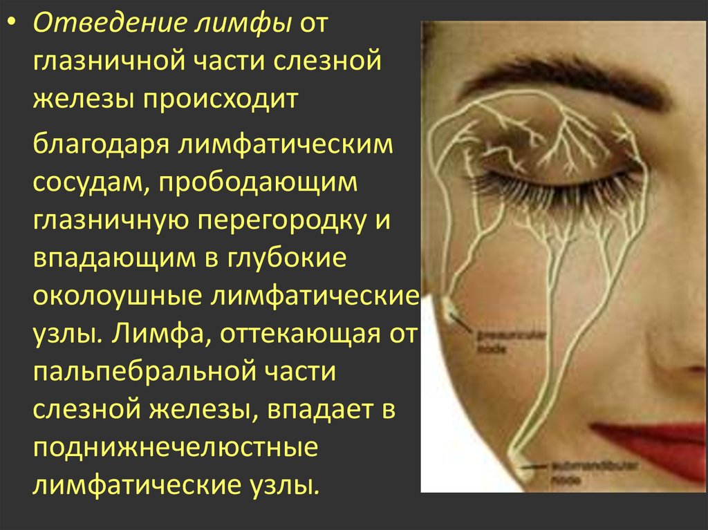 Запах железа носу железы. Лимфатическая система глаза. Лимфатические сосуды лица схема. Лимфатические сосуды глаза. Лимфатическая система глаза человека.