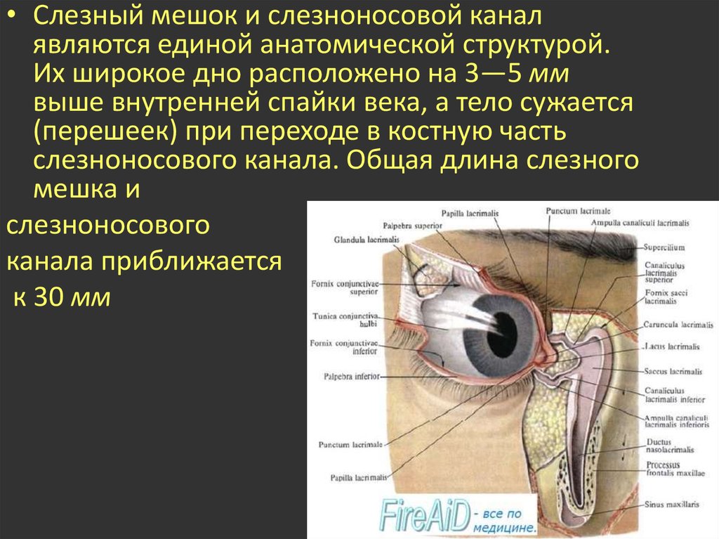 Слезная железа находится. Строение глаза слезный мешочек. Слезный мешок расположен опух. Слезный мешок топография. Строение глаза слёзный канал анатомия.