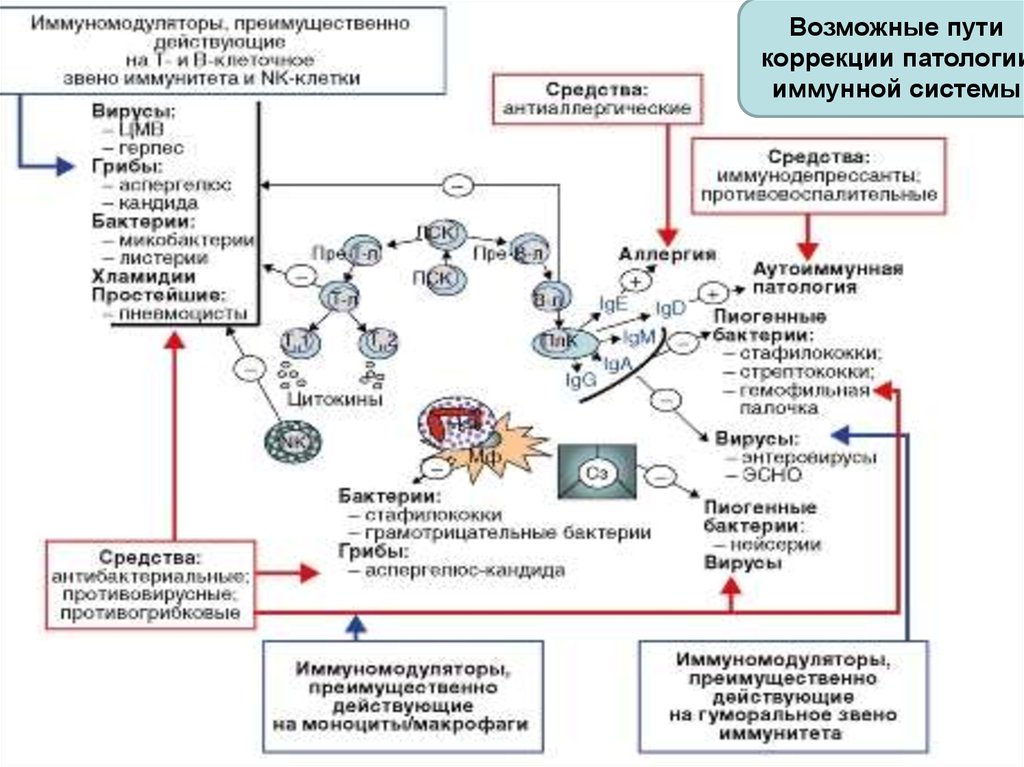 Иммунная коррекция. Патогенез развития вторичного иммунодефицита. Механизм формирования вторичных иммунодефицитов. Первичный иммунодефициты схема патогенеза. Схема развития первичных иммунодефицитов.