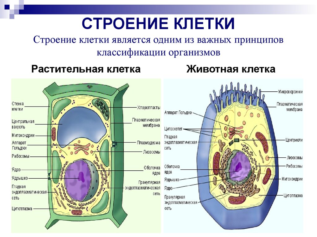 На рисунке изображена растительная клетка какую функцию выполняют органоиды