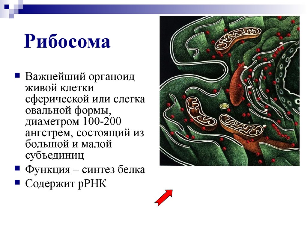 Органоиды клетки рибосомы. Органоид осуществляющий Синтез белка. Функции рибосом в клетке. Органеллы клетки рибосомы.