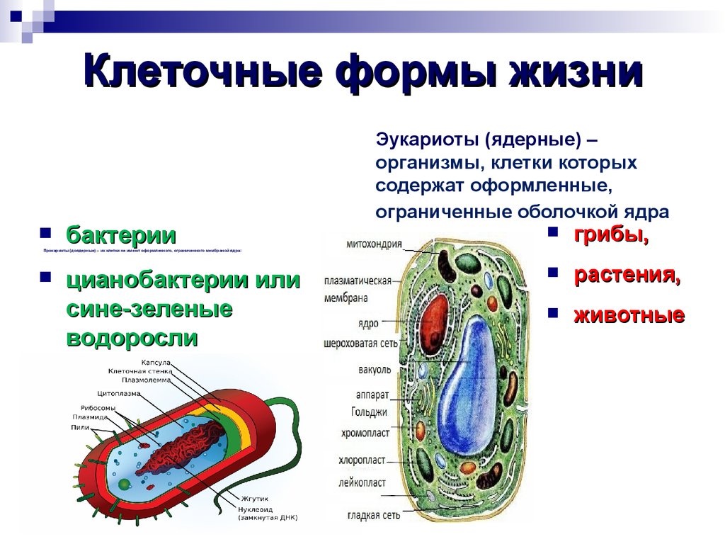 Возникновение клеточной формы жизни. Клеточные формы эукариоты прокариоты. Клеточные формы жизни бактерии схема. Клеточные формы жизни эукариоты оболочка клетки. Прокариотические клетки прокариотических организмов.