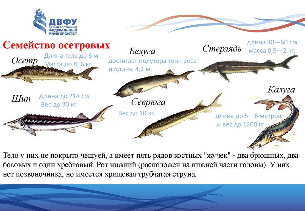Осетровая рыба 6 букв. Семейство стерляди. Семейство осетровых рыб список. Классификация осетровых рыб схема. Семейство осетроновых рыбы.