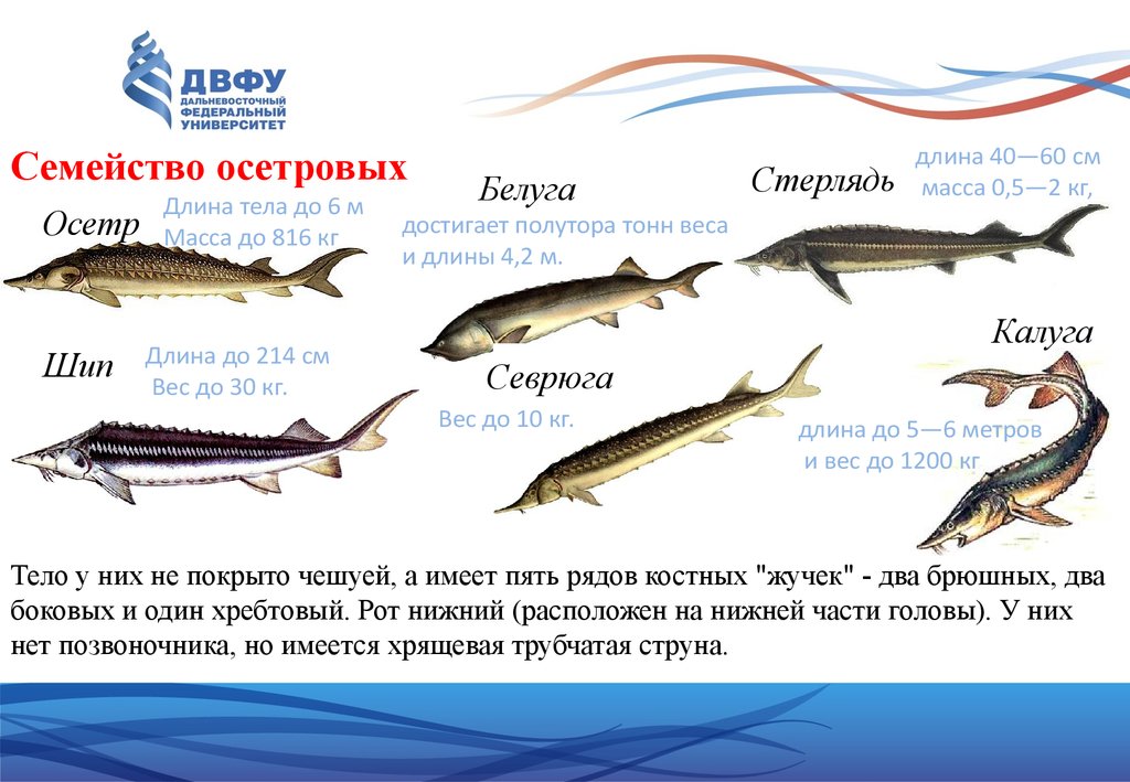 К какой группе относятся рыбы. Рыба семейства осетровых. Охарактеризовать семейство осетровых. Осетровые рыбы список. Осетровые породы рыб.