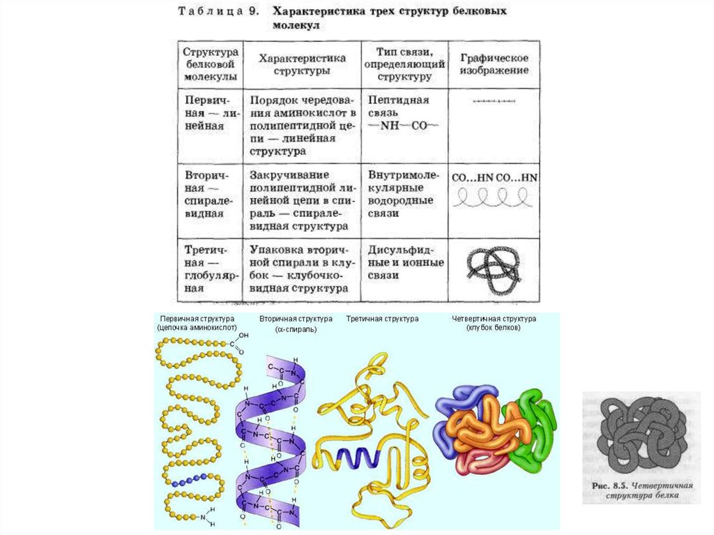 Свойства белковой молекулы