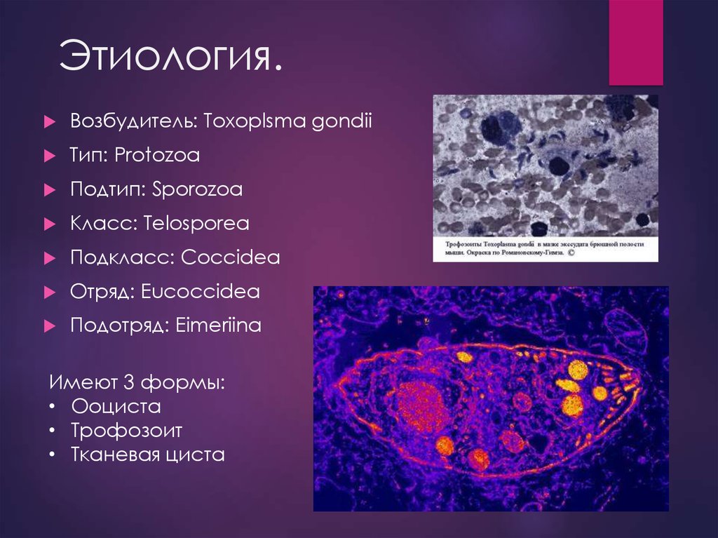 Токсоплазмоз микробиология презентация