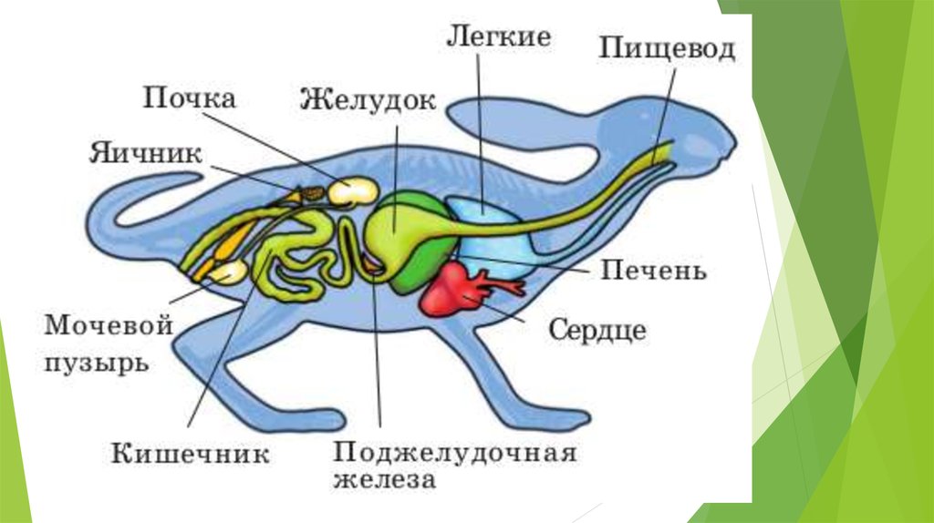 Схема строения млекопитающих