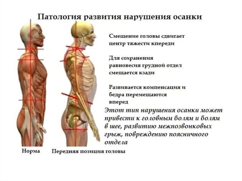 Что такое мышцы поддерживающие волосы