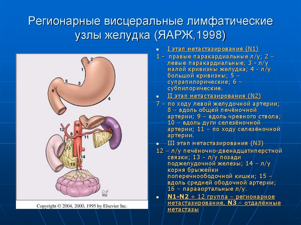Жкт группа. Региональные лимфатические узлы желудка. Регионарные лимфатические узлы желудка. Региональная группа лимфатических узлов желудка. Группы регионарных лимфатических узлов желудка.