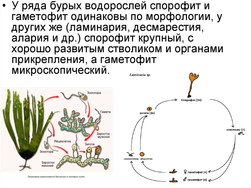 Что преобладает у водорослей. Жизненные циклы растений гаметофит и спорофит. Спорофит цветковых растений. Соотношение гаметофита и спорофита в жизненном цикле растений. Спорофит 2n водоросли.