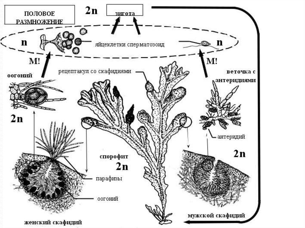 Жизненный цикл водорослей схема