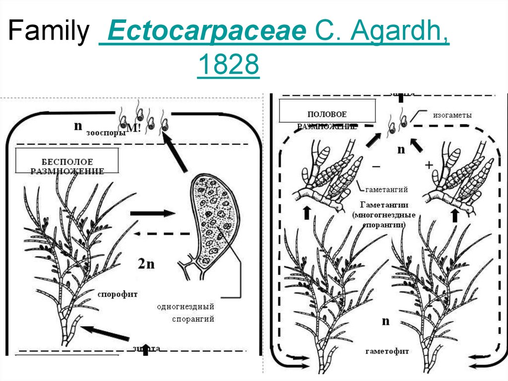 Гаметофит водорослей. Таллом эктокарпуса спорофит гаметофит. Гаметофит схема. Строение спорофита мха. Бурые водоросли гаметофит и спорофит.