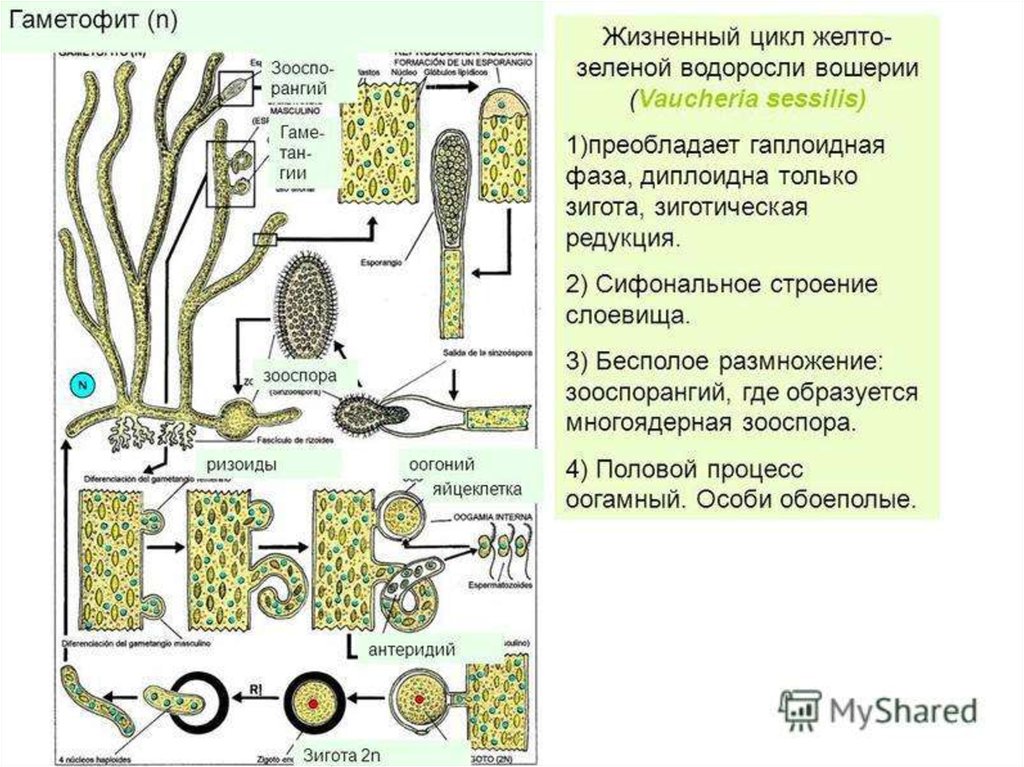 Жизненные стадии водорослей. Жизненный цикл желто зеленых водорослей. Вошерия размножение. Желто зеленые водоросли строение. Вошерия таллом.