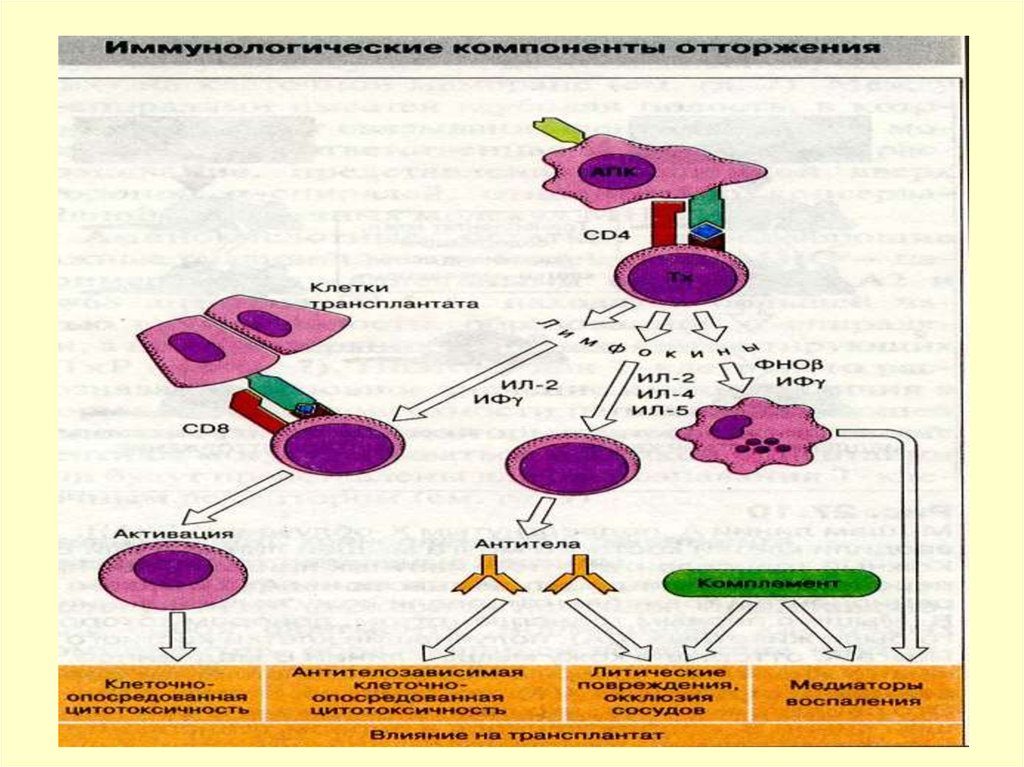 Трансплантационный иммунитет иммунология презентация