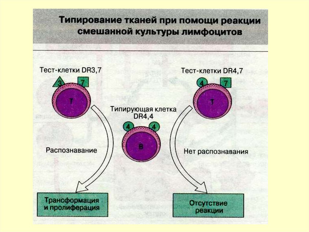 Планшеты иммунологические вид 327170