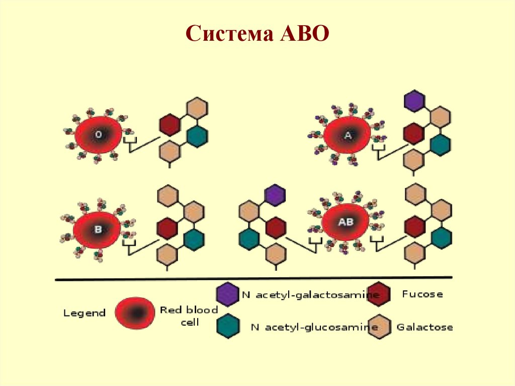 Система rh резус система. Антигены АВО. Система крови АВО. Группы крови АВО. Abo система групп крови.