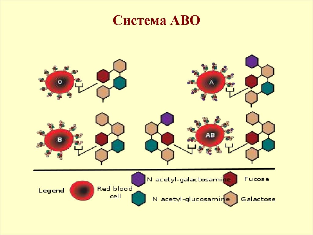 Ab 0. Система крови АВО. Abo система групп крови. Строение антигена группы крови. Группа крови АВО антигены.