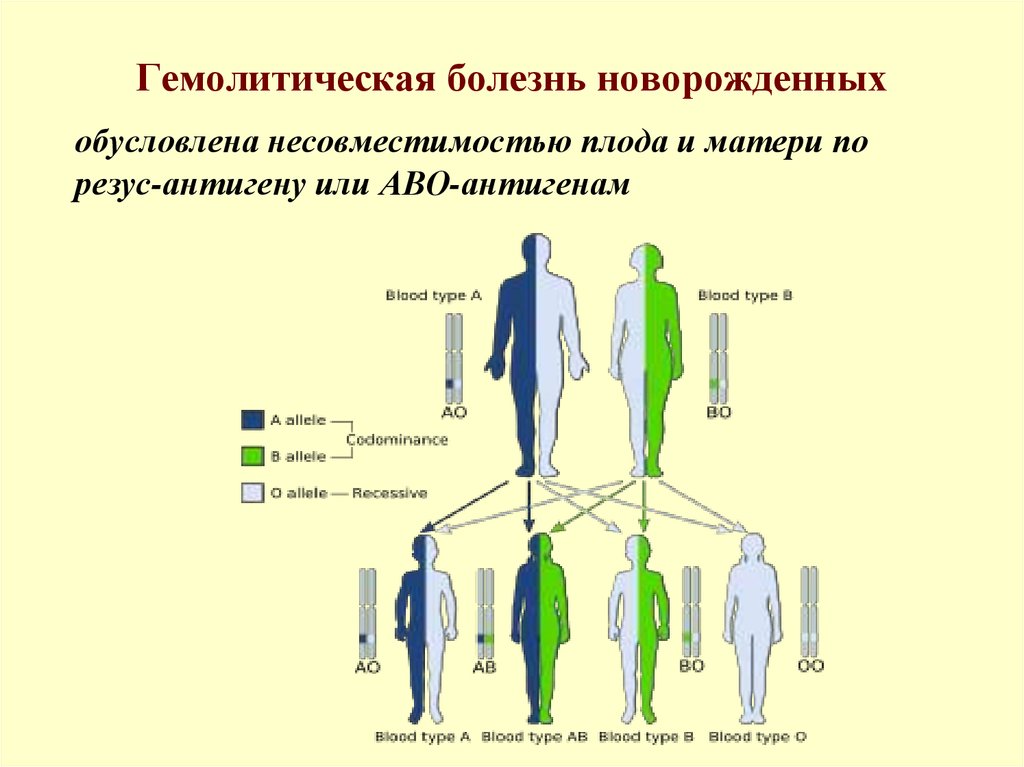 Гемолитическая болезнь плода презентация