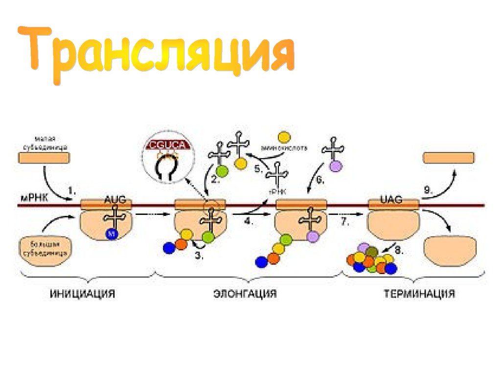 Терминация синтеза рнк. Этапы трансляции инициация элонгация терминация. Этапы синтеза белка (инициация, элонгация, терминация) биохимия. Инициация элонгация терминация схема. Схема инициации синтеза белка.