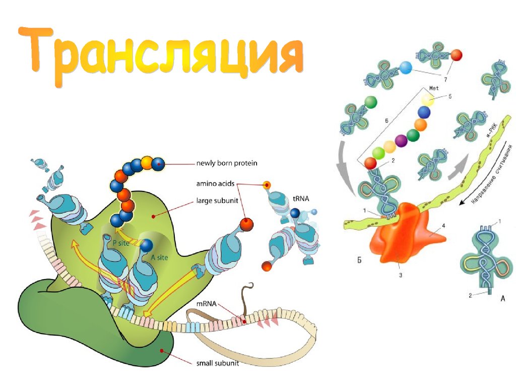 Пластический биосинтез белка. Ментальная карта биосинтеза белка. Биосинтез белка в клетке Ментальная карта. Ментальная карта по биосинтезу белка.