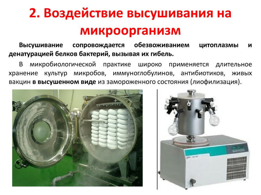 Влияние микроорганизмов. Лиофильное высушивание микроорганизмов. Высушивание бактерий. Влияние высушивания на микроорганизмы. Метод лиофилизации бактерий.