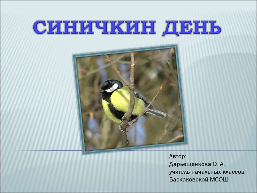 Синичкин день в школе. Синичкин день презентация. Презентация Синичкин день для начальной школы. Синичкин день в начальной школе. Презентация Синичкин календарь.