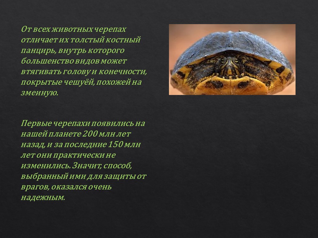 Черепаха сообщение 8 класс