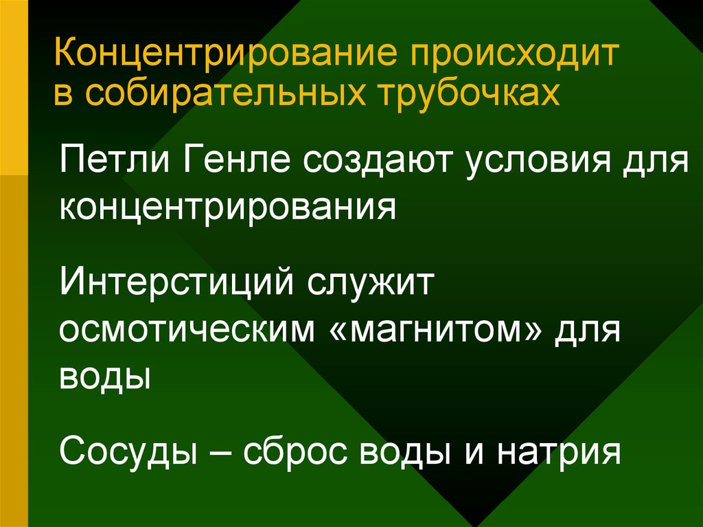 Какую функцию выполняет собирательная трубка. В собирательных трубочках происходит. Реабсорбция в собирательных трубочках. Концентрирование мочи. Петля Генле функции.