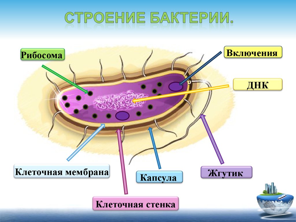 Оболочка клетки прокариот. Прокариоты. Прокариотические бактерии. Доядерные бактерии. Прокариоты бактерии и археи.