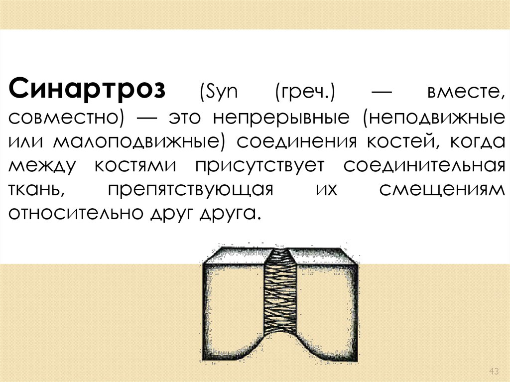 Неподвижно соединены между собой кости. Синартроз. Синартрозы определение. Синартроз соединения 8 класс. Синартроз термин и понятие.