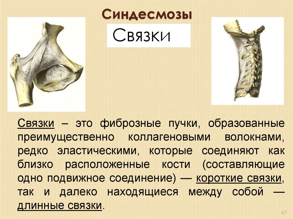 Связки являются. Синдесмозы костей черепа связки. Синдесмозы фиброзные связки. Синдесмоз это анатомия.