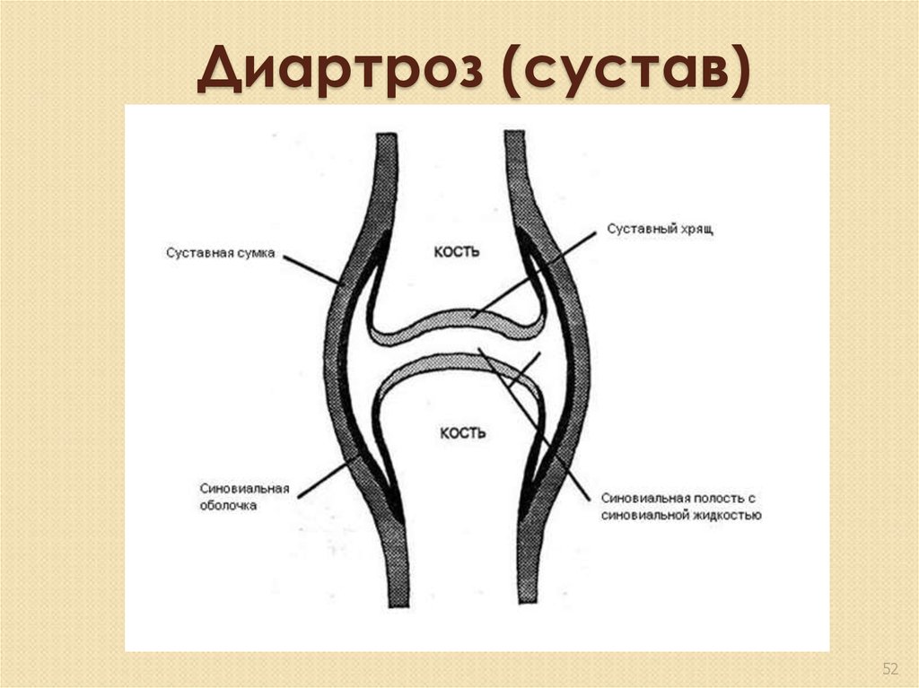 Суставная сумка рисунок