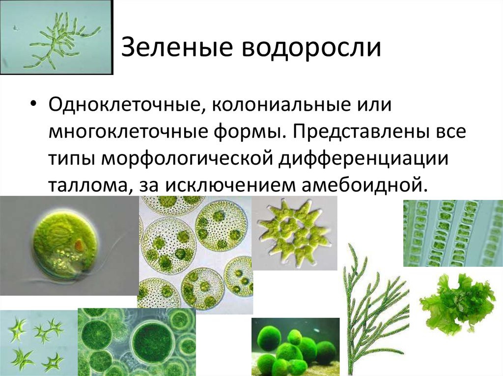 Зеленые водоросли форма. Одноклеточные водоросли вольвокс. Отдел зеленые водоросли одноклеточные. Колониальные водоросли и многоклеточные водоросли. Одноклеточные зеленые водоросли представители.